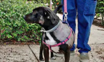 Man Seen Punching Dog in Viral Video Has His Pets Entrusted to Adoptive Home