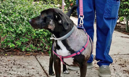 Man Seen Punching Dog in Viral Video Has His Pets Entrusted to Adoptive Home