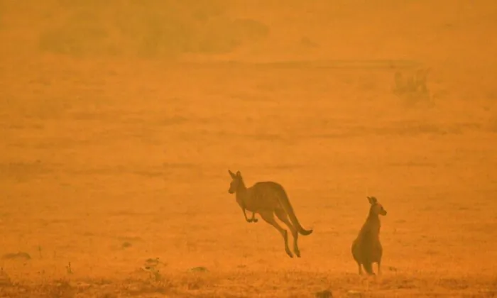 A kangaroo jumps in a field amidst smoke from a bushfire in Snowy Valley on the outskirts of Cooma on January 4, 2020. (SAEED KHAN/Getty Images)