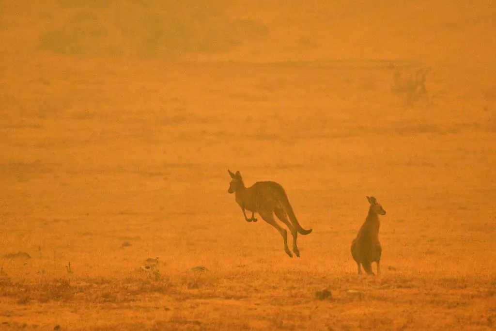 A kangaroo jumps in a field amidst smoke from a bushfire in Snowy Valley on the outskirts of Cooma on January 4, 2020. (SAEED KHAN/Getty Images)