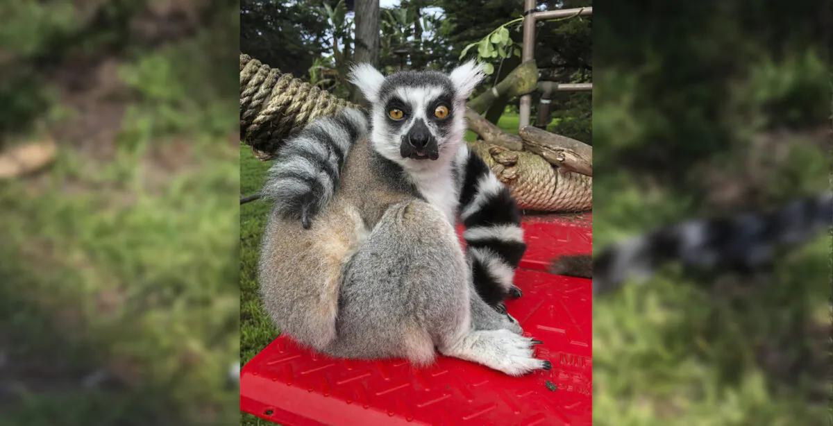 (Marianne V. Hale/San Francisco Zoo via AP)