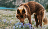 Rare Siberian Husky With Brown Fur and Strikingly Blue Eyes Is Mistaken for a Wolf