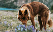 Rare Siberian Husky With Brown Fur and Strikingly Blue Eyes Is Mistaken for a Wolf