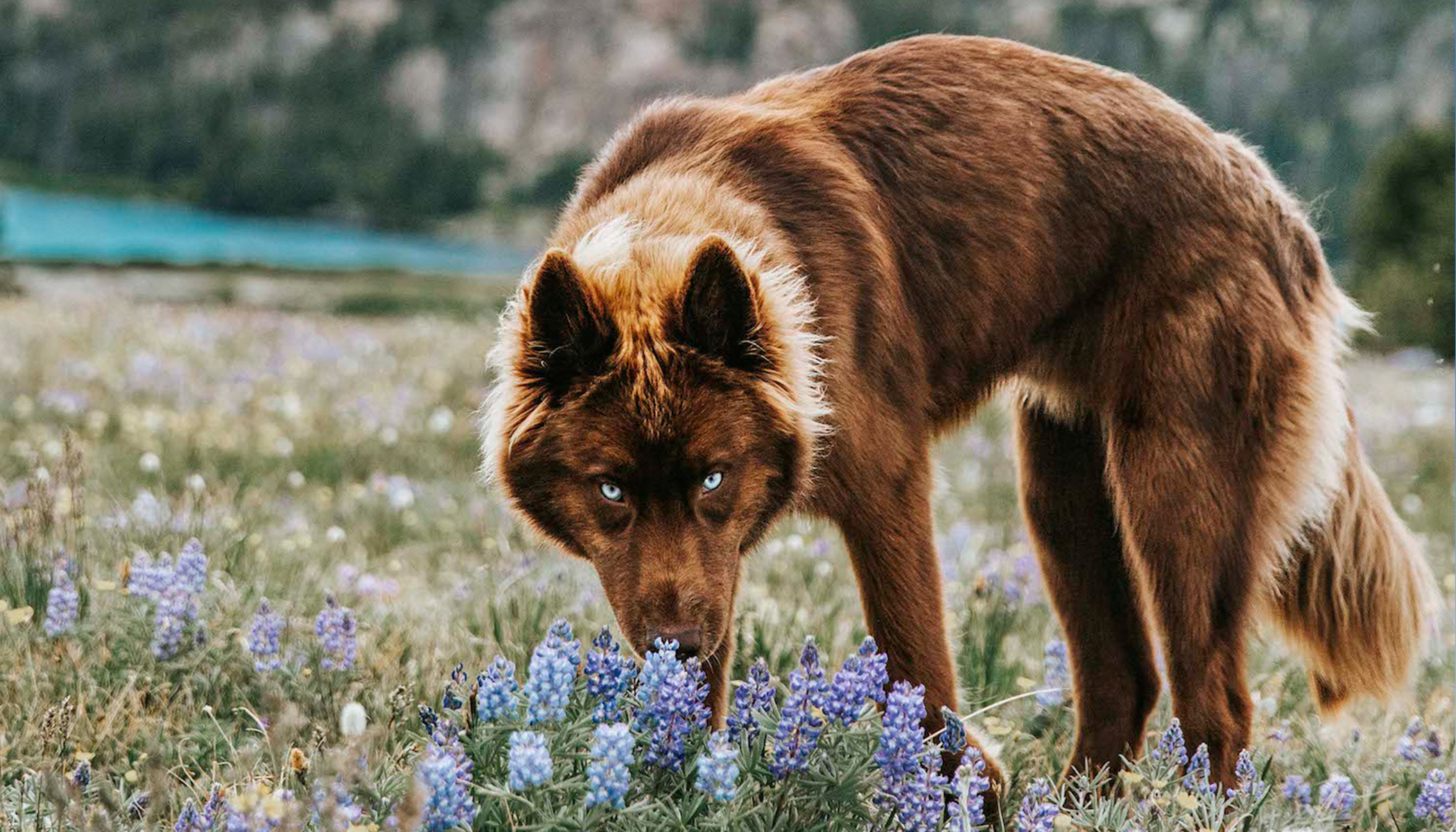 rare colored wolf