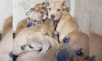36 Dogs Seized From Tacoma Home by Sheriff’s Department in Animal Cruelty Investigation