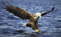 UK Birdwatcher Sights Nearly Extinct White-Tailed Eagle for First Time in Over 100 Years