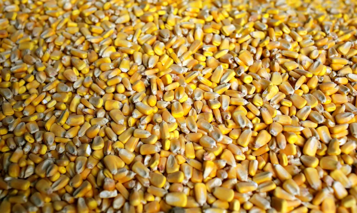 Corn Kernels sit inside a silo in Bellevue, Iowa, on July 26, 2018. (Joshua Lott/Reuters)