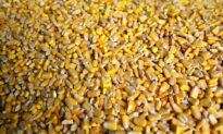 China’s Purchases of US Farm Goods at 71 Percent of Target Under Trade Deal