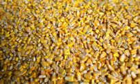 China’s Purchases of US Farm Goods at 71 Percent of Target Under Trade Deal