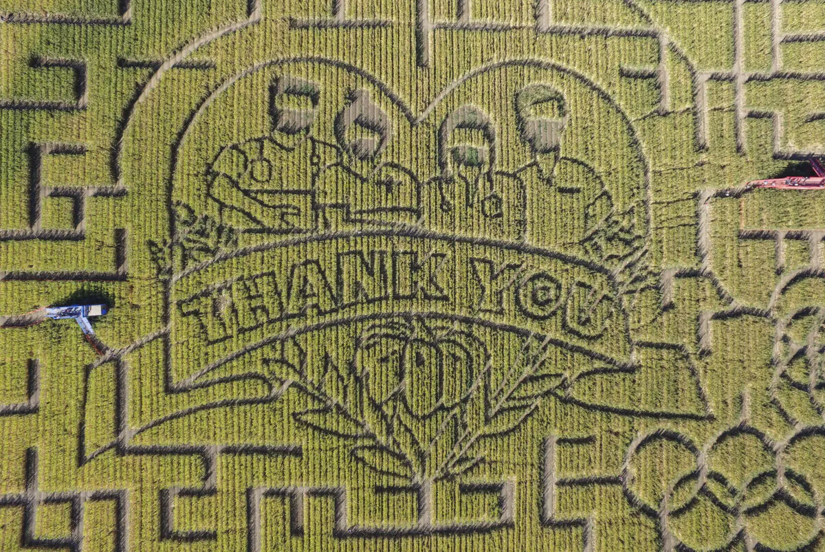 An aerial view of part of the corn maze at Cool Patch Pumpkins in Dixon, Calif. (Courtesy of Seth Cooley)