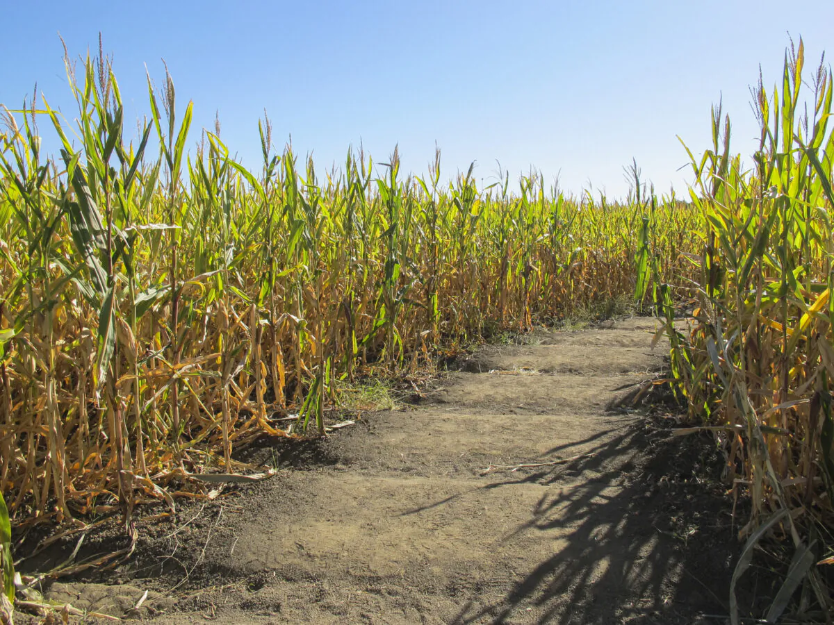 A maze cut out of a corn field in a file photo. (Ilene Eng/The Epoch Times)