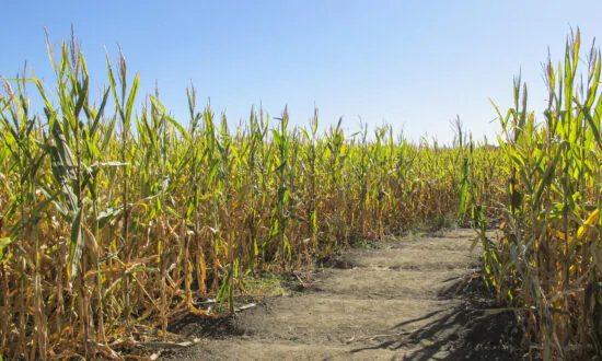 Edmonton Maze Issues Apology After Getting Pressured for Celebrating RCMP