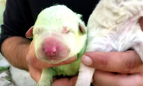 Unfur-Gettable: Puppy With Green Fur Born in Sardinia