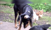 Funny Moment of Doberman & Chickens