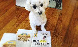 Puppy Mill Survivor Named 'World's Cutest Rescue Dog' Advocates for Pet Adoption