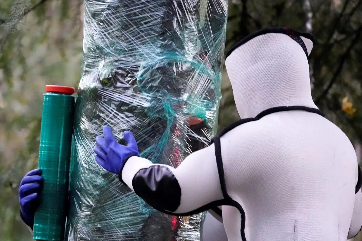 Wearing protective suits, Washington State Department of Agriculture workers finish wrapping a tree in plastic after working to eradicate a nest inside of Asian giant hornets in Blaine, Wash. on Oct. 24, 2020. (Elaine Thompson/AP Photo)