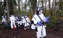 Scientists Remove 98 ‘Murder Hornets’ in Washington State