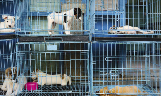 Florida Dog Rescue Charters Flight to Rescue More Than 120 Dogs From Puerto Rico