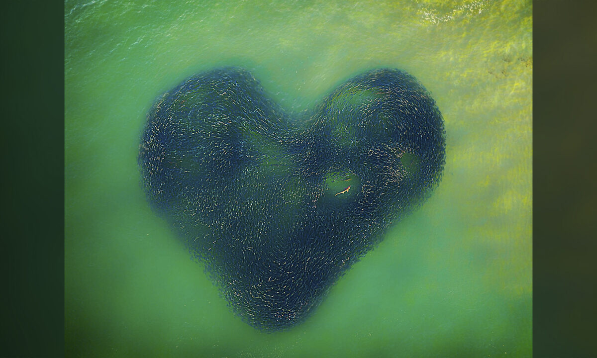 Incredible Drone Photo of Shark Enclosed in Heart of 