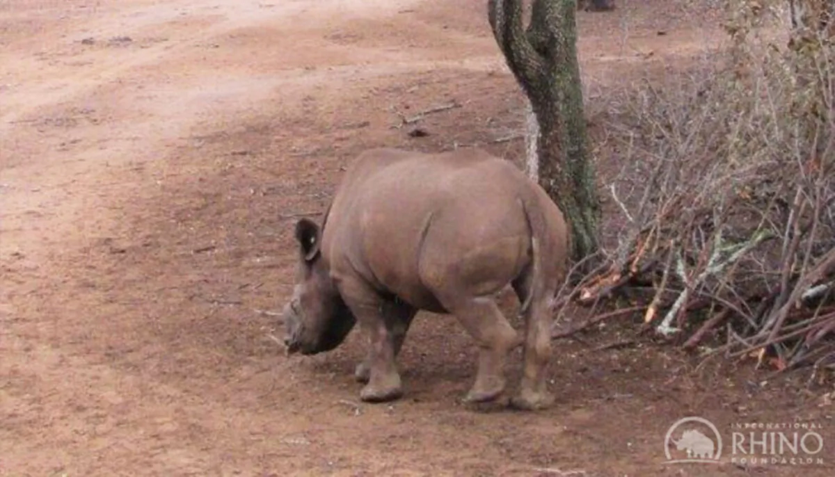 (Courtesy of International Rhino Foundation)