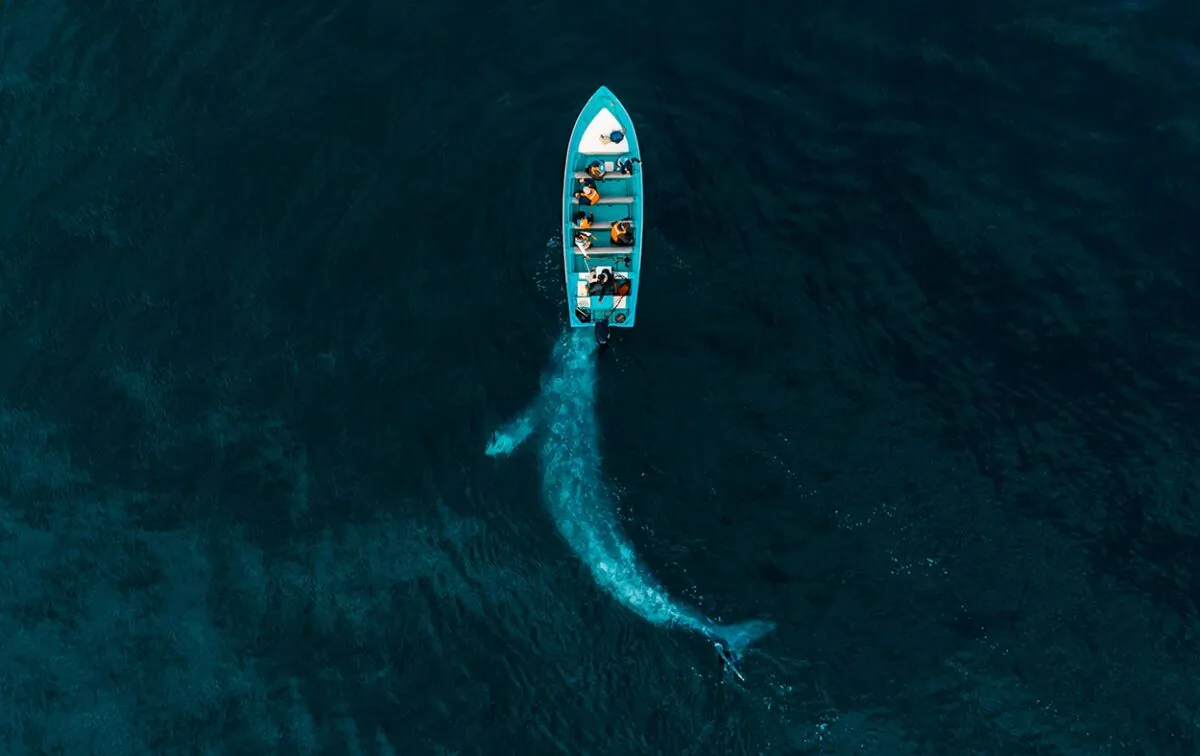Gray whale plays pushing tourists in Baja California, Mexico. (Joseph Cheires).
