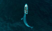 ‘IndividuWhale’ Introduces Users to ‘Solé,’ ‘Scarlett,’ and Other Gray Whales Along the Oregon Coast