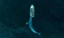 ‘IndividuWhale’ Introduces Users to ‘Solé,’ ‘Scarlett,’ and Other Gray Whales Along the Oregon Coast