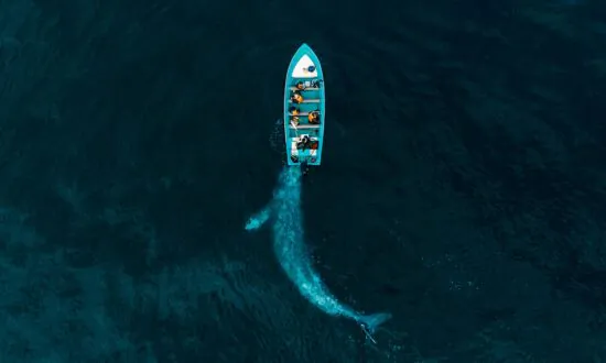 ‘IndividuWhale’ Introduces Users to ‘Solé,’ ‘Scarlett,’ and Other Gray Whales Along the Oregon Coast