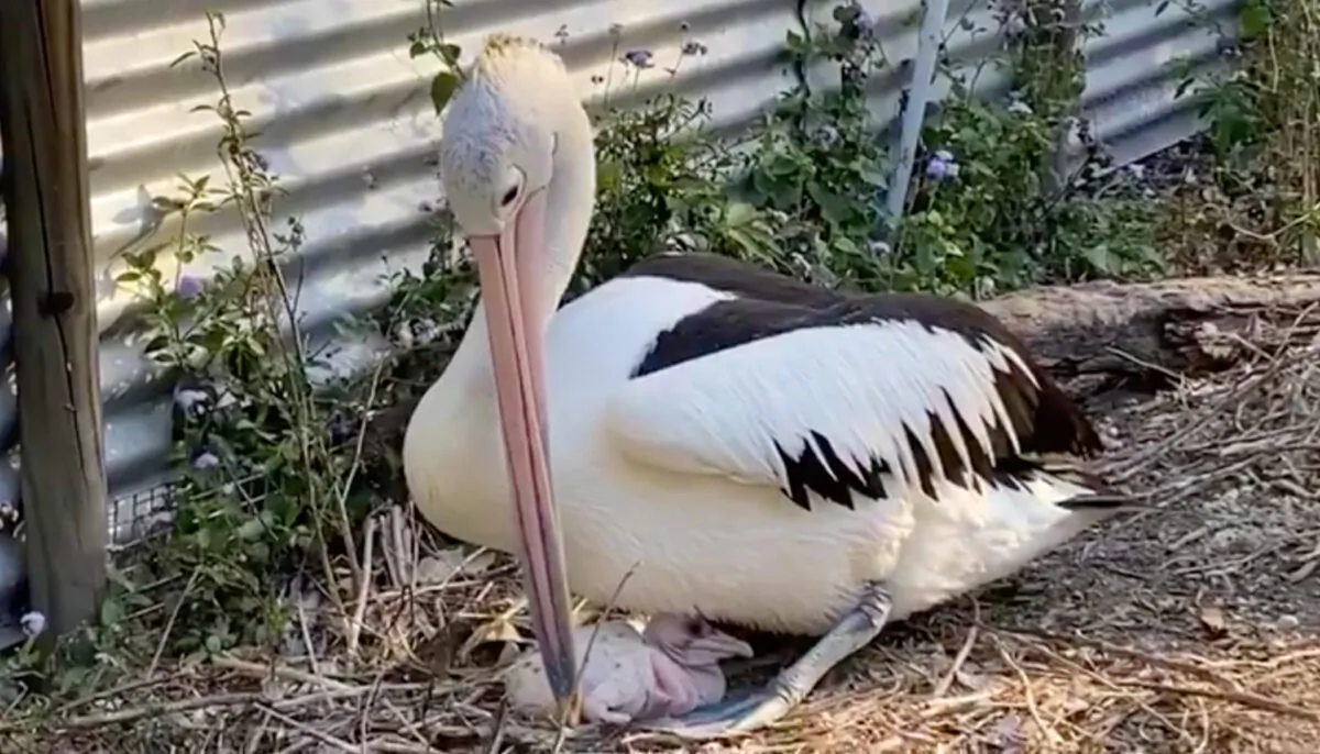 (Courtesy of Twinnies Pelican and Seabird Rescue)