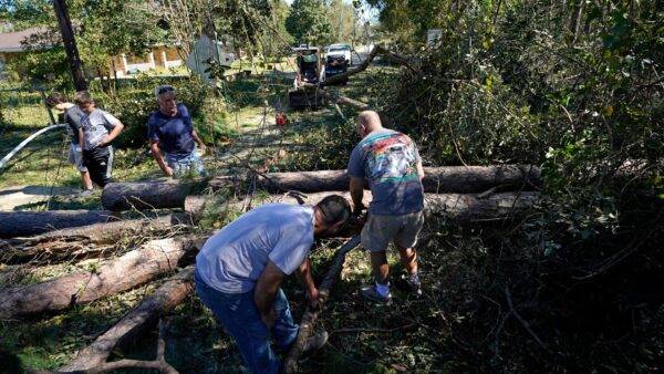 clear fallen trees