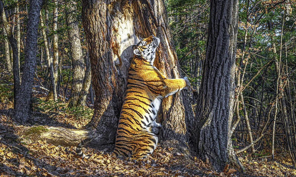 (Courtesy of Sergey Gorshkov/Wildlife Photographer of the Year)