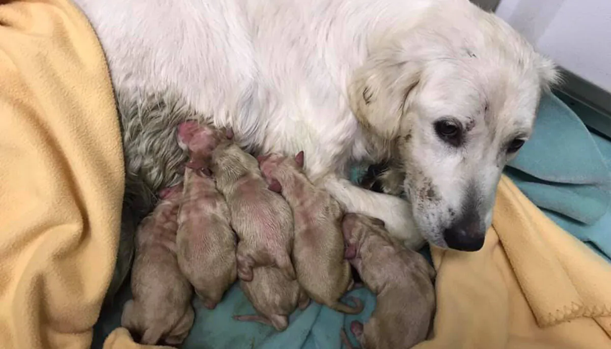 (Courtesy of Delta Animal Shelter)