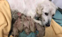 100 Puppies Born at Shelter After 65 Dogs, Many Pregnant, Were Lifted From a Puppy Mill