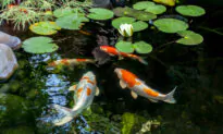 Clearing Up Pond Water