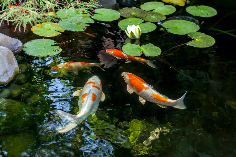 To keep fish healthy in your pond, provide them with a healthy environment in where they can live and thrive. (Vital Safo/Shutterstock)