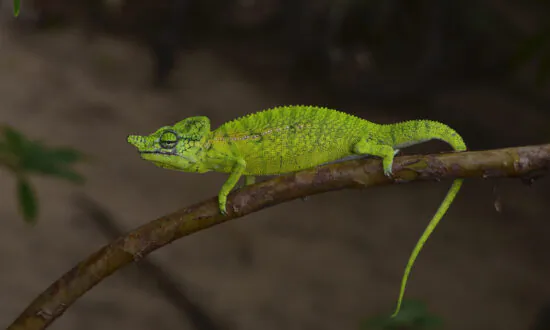 New York Museum Unveils New Specimen