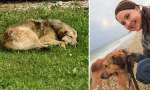 Nonprofit Helps Reunite Soldier With Stray Dog Who Gave Her Comfort While Deployed Overseas