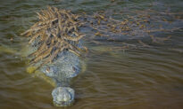 Photo of Father Crocodile Carrying Over 100 Baby Crocs on His Back Is a Really Great Sign