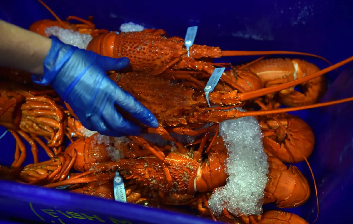 Cooked lobsters for sale in the auction house at the Sydney Fish Market in Sydney, Australia, on Dec. 23, 2014. (Peter Parks/AFP via Getty Images)
