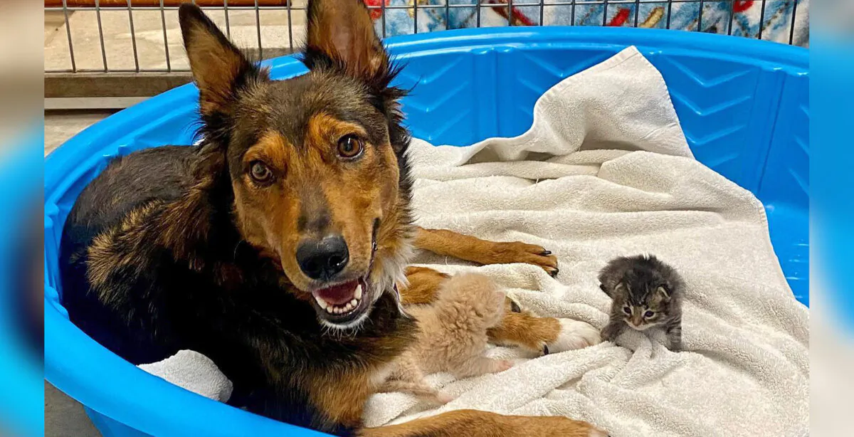 (Courtesy of Sunshine Dog Rescue)