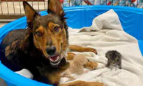 Rescued Dog ‘Adopts’ Orphaned Kittens After Losing Her Premature Puppies