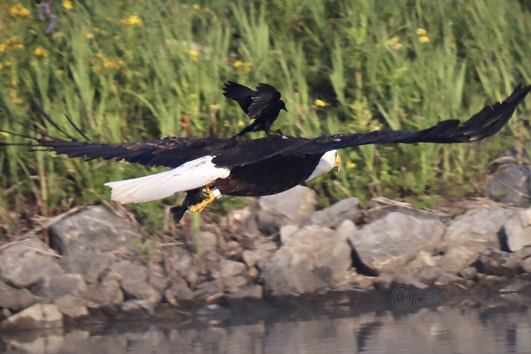 Photographer Captures Red-Winged Blackbird Riding on Bald Eagle’s Back ...