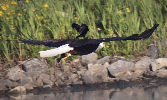 Photographer Captures Red-Winged Blackbird Riding on Bald Eagle’s Back