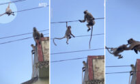 Heart-Stopping Video: Monkey Risks Its Life to Save Her Baby Trapped on Powerlines