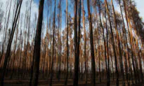 Beijing Targets Timber and Barley as Bullying Tactics Continue Against Australia