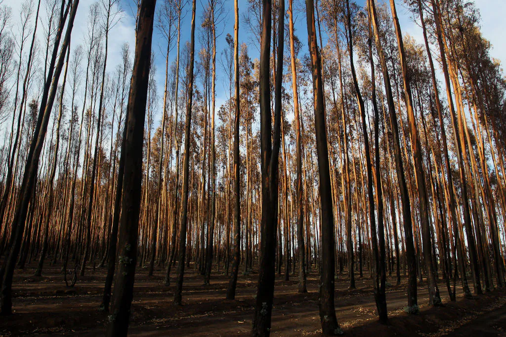 Blue gum forestry west of Parndana, Australia, on Feb. 23, 2020. (Lisa Maree Williams/Getty Images)