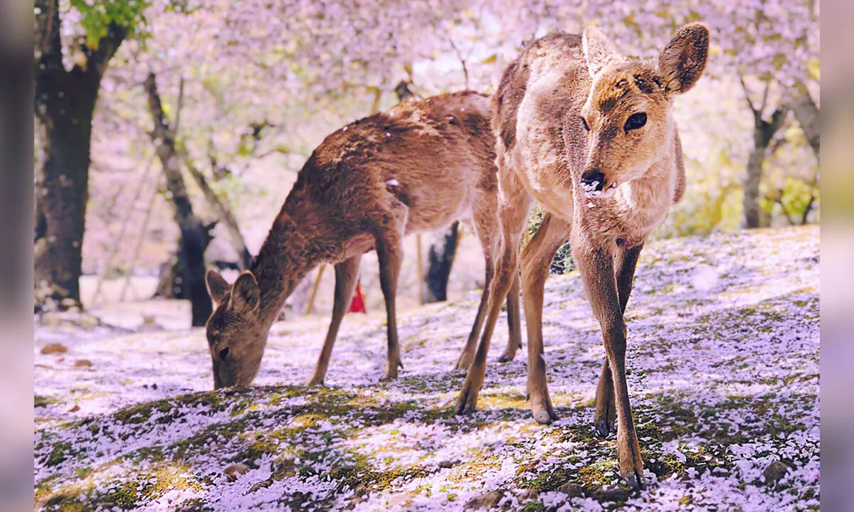 (Illustration - brinlietravels/Shutterstock)