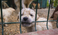 San Antonio Targets ‘Puppy Mills,’ Banning Pet Stores From Selling Commercially Bred Dogs & Cats