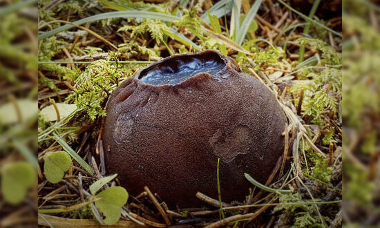 Spooky ‘Witches Cauldron’ Mushrooms Discovered in Forest in New Brunswick