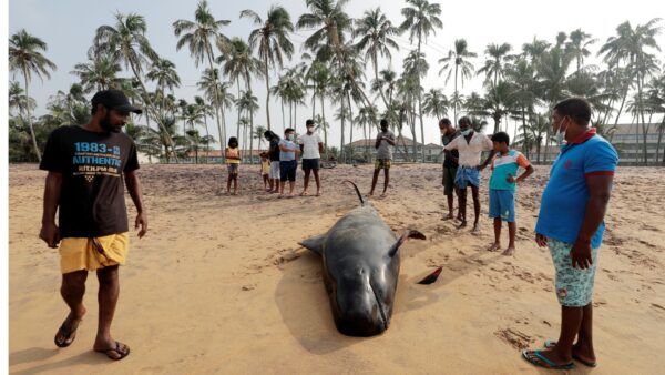 People look at a whale